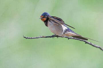 Barn Swallow, Hirundo rustica on a branch.