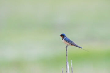 Barn Swallow, Hirundo rustica on a branch.