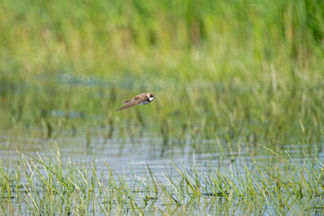 Sand Martin, Riparia riparia, flying over the wetland.