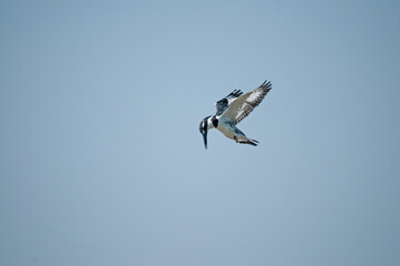 Pied Kingfisher, Ceryle rudis prey.