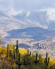 Colorful decidous trees reflected in the water of Mesquite Wash along State Hwy 87 between Phoenix...