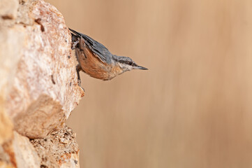 Eurasian nuthatch on rock, Sitta europaea.