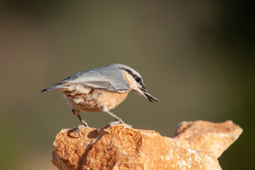 Eurasian nuthatch, Sitta europaea, feeding on rocks.