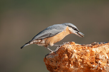Eurasian nuthatch, Sitta europaea, feeding on rocks.