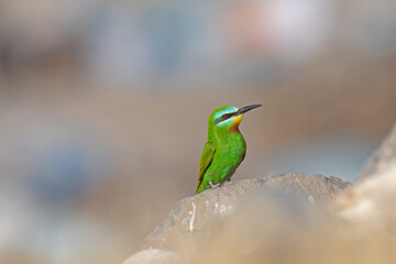 Blue-cheeked Bee-eater, Merops persicus, on a rock.