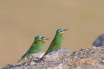 Blue-cheeked Bee-eater, Merops persicus, on a rock.