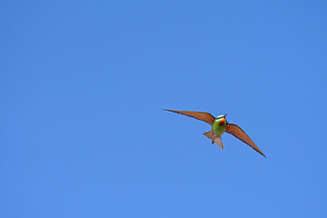 Blue-cheeked Bee-eater, Merops persicus flying in the sky.