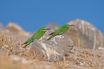 Blue-cheeked Bee-eater, Merops persicus, on a rock.
