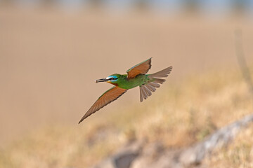 Blue-cheeked Bee-eater, Merops persicus flying in the sky.