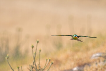 Blue-cheeked Bee-eater, Merops persicus flying in the sky.