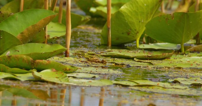 Small green Balkan frog walk on water lily leaf