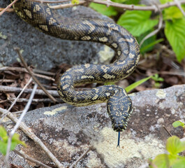 carpet python snake on the north coast of  New South Wales, Australia.