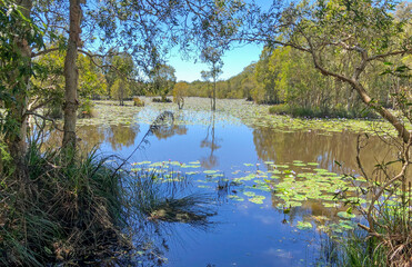 Urunga wetlands on the north coast of New South Wales, Australia