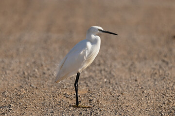 Garza dedos dorados (Egretta thula)