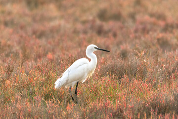 Garza dedos dorados (Egretta thula) alerta