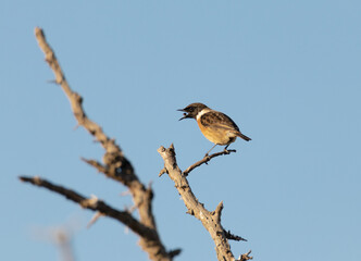Tarabilla común. Saxicola rubicola
