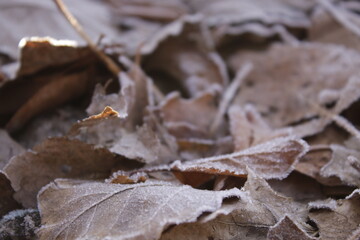 Close-up of golden and brown dry leaves scattered on the ground covered in frost