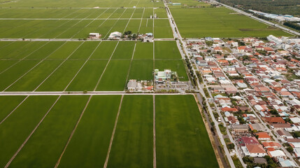 Aerial view of paddy field at Sekinchan, Malaysia. The landscape of agriculture. Aerial photography.