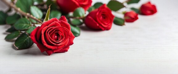 Website Banner, Valentine's Day Red Rose, White Background, Top View, Copy Space for Text