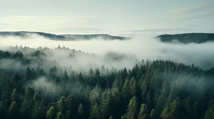 Photo sur Aluminium Matin avec brouillard morning mist over the forest 