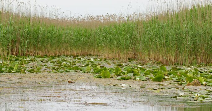 Surface of pond covered in white water lilies surrounded with reeds