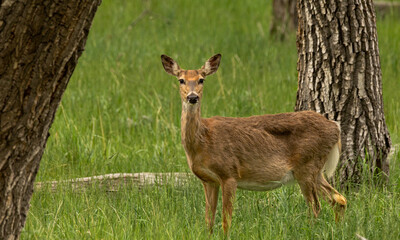 Doe in a field between trees in a grassy area amongst tall trees