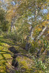 Trees on the edge of a river leaning dangerously towards the river and raising