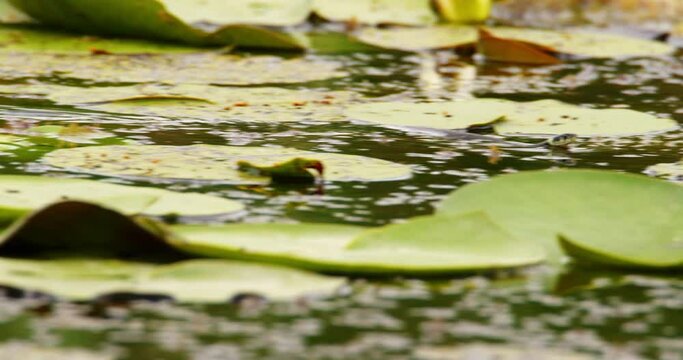 Grass snake swimming in a pond between large leaves of water lilies