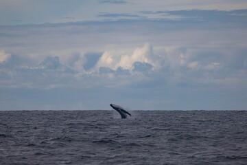 Naklejka premium Distant humpback whale breach on an overcast day