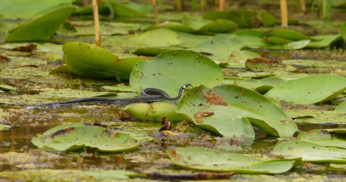 Grass snake crawling on large leaves of water lilies on a pond