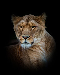 Portrait of an African lioness on a dark background