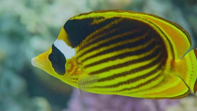 Close up of The diagonal butterflyfish (Chaetodon fasciatus), also known as the Red Sea raccoon butterflyfish. 