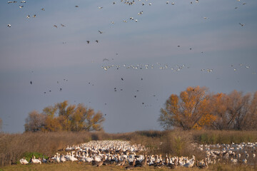 A flock of snow geese at the Merced National Wildlife Refuge, near El Nido, California.