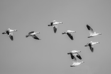 Snow geese in flight near El Nido, California.