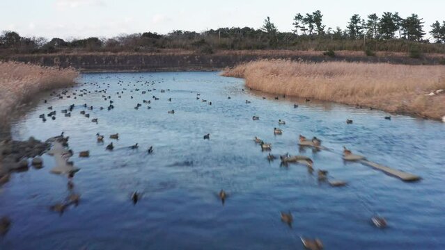 Drone flight over river and beach with waterbirds at sunset Miyazaki Japan
