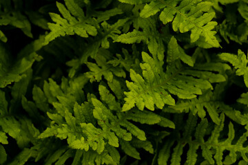 Closeup of vibrant green foliage with healthy leaves and stems - obrazy, fototapety, plakaty