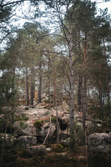 Obraz premium Scenic view of the Fontainebleau Forest with tall trees stretching towards the sky
