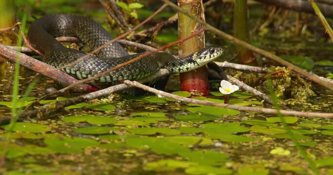 Grass snake wrapped around branches and canes above pond with water lilies