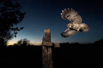 Majestic barred owl landing on a wooden post at night