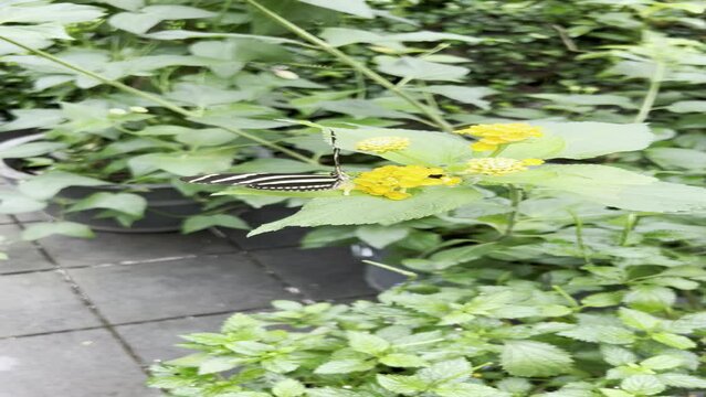 Zebra Longwing Butterfly perching on a yellow flower in the garden trying to feed on its nectar