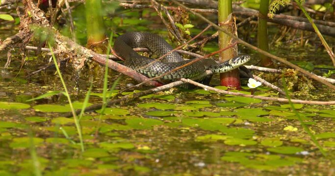 Grass snake standing still above pond hidden in vegetation