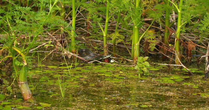 Grass snake hidden in fine-leaved water-dropwort in pond