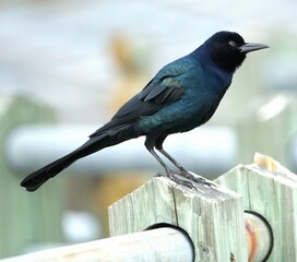 Common Grackle