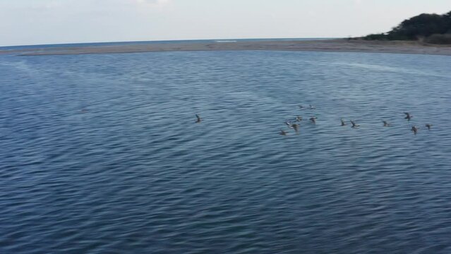 Drone flight over river and beach with waterbirds at sunset Miyazaki Japan