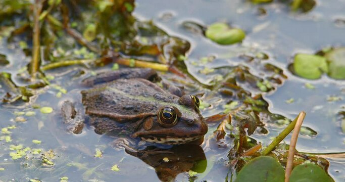 Balkan frog standing still in water surrounded with aquatic plants