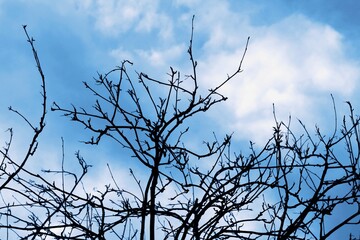 Winter bare branches against the background of blue dramatic sky , artistic photo - topic helplessness , weakness , limitation, fear