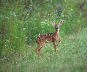 spotted fawn