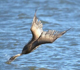 brown pelican feeding