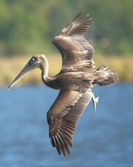 brown pelican
