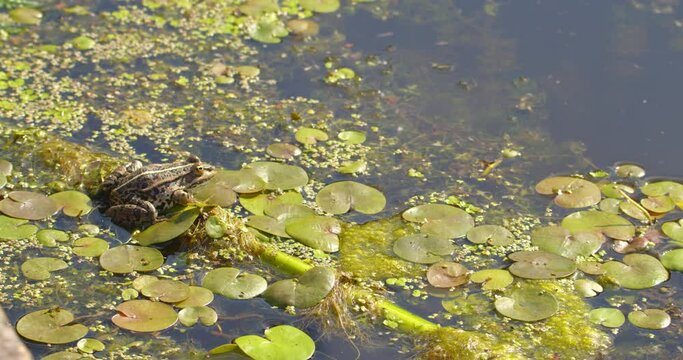 Beautiful close up shot of Balkan frog on a leaf of water lily on a pond